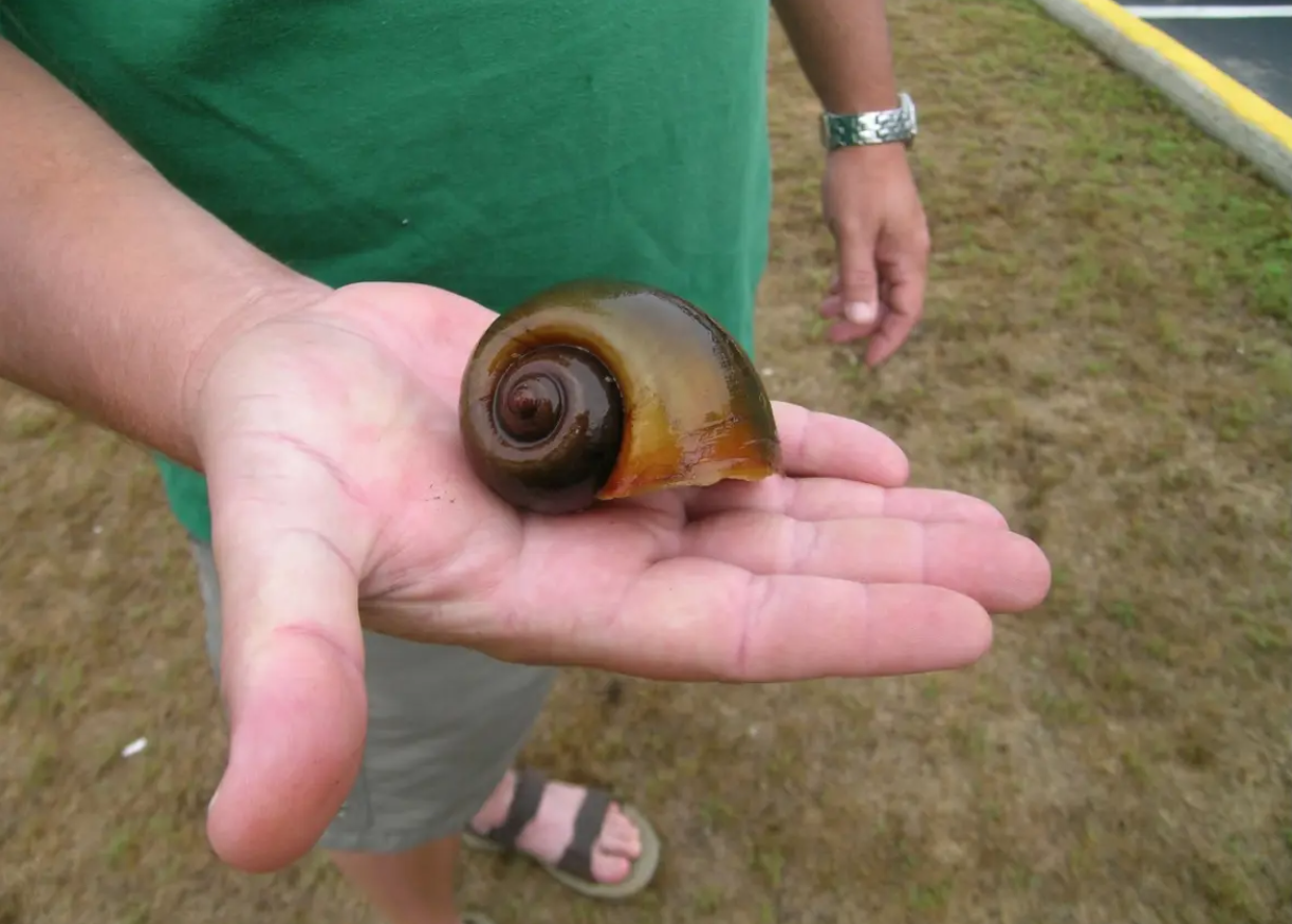 У США виявили смертоносних яблучних равликів: вони дуже небезпечні для людини